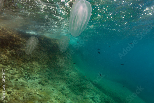 Comb jellies on Cape Kamenjak, Croatia