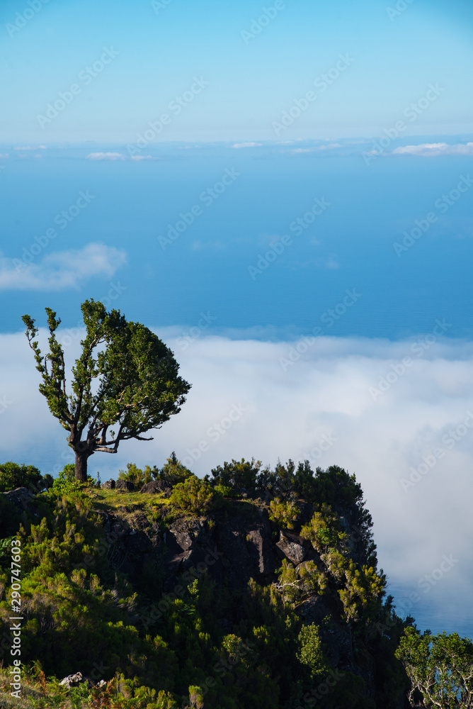 Obraz premium trees and blue sky