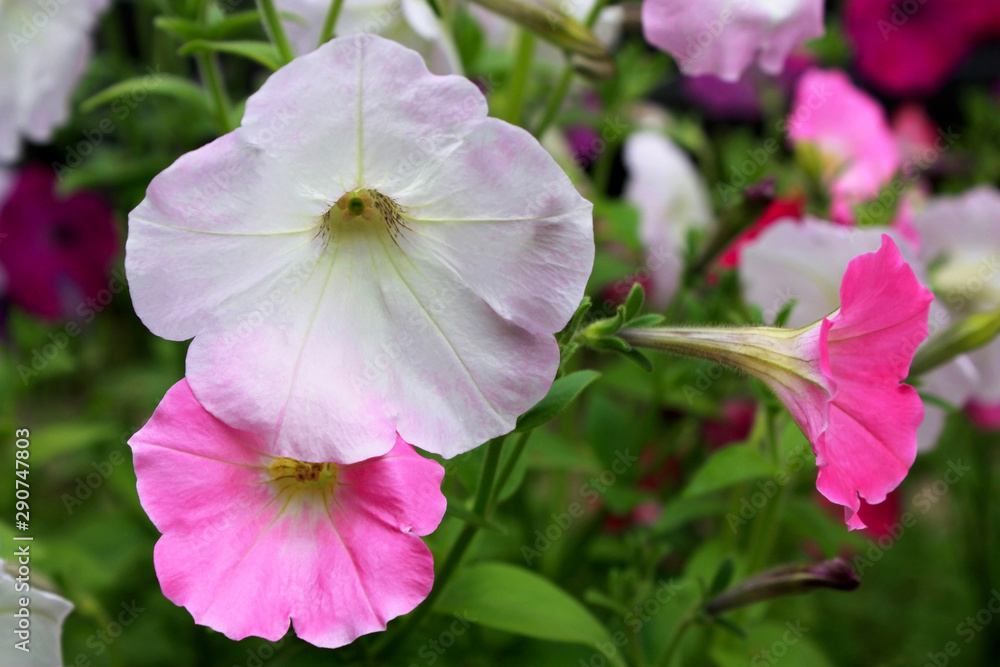 Blooming pink flowers of Petunia on natural floral background in the garden Blooming pink flowers of Petunia on natural floral background in the garden