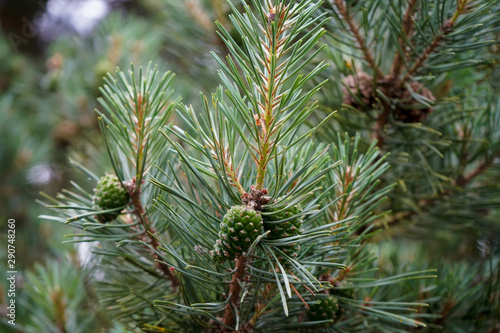 Close up of pine tree branches