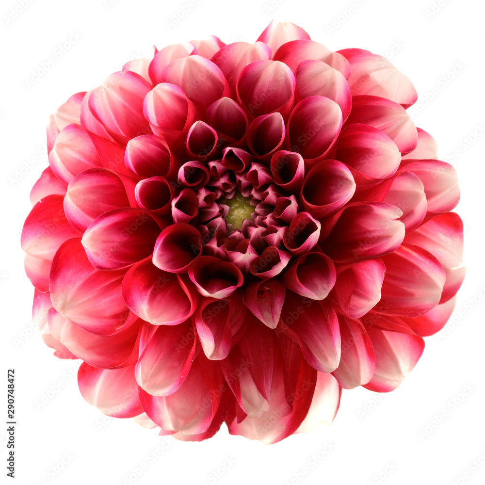 Close up of dahlia flower isolated on white background Close up of dahlia flower isolated on white background