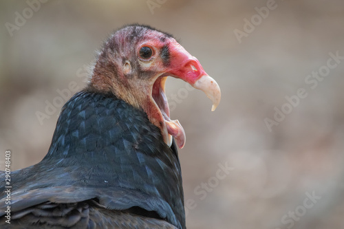 Turkey Vulture Yawning photo