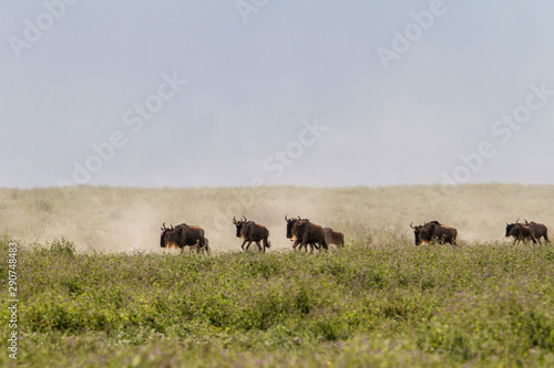 Wildebeest during the big migration in the Serengeti National Park in may - the wet and green season- in Tanzania