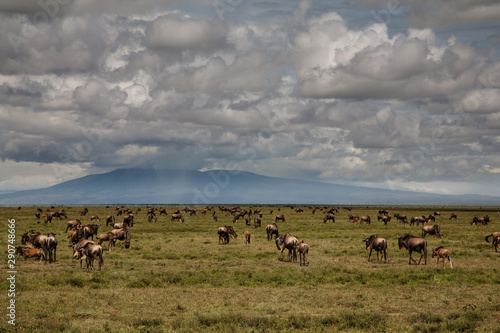 Wildebeest during the big migration in the Serengeti National Park in may - the wet and green season- in Tanzania