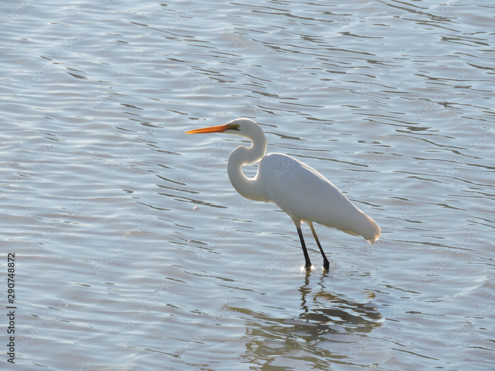 Great egret standing in water displaying curved neck