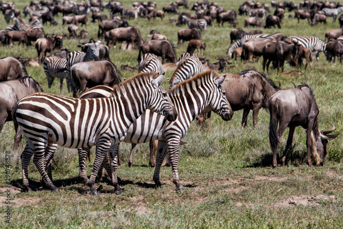 Wildebeest and zebra during the big migration in the Serengeti National Park in may - the wet and green season- in Tanzania