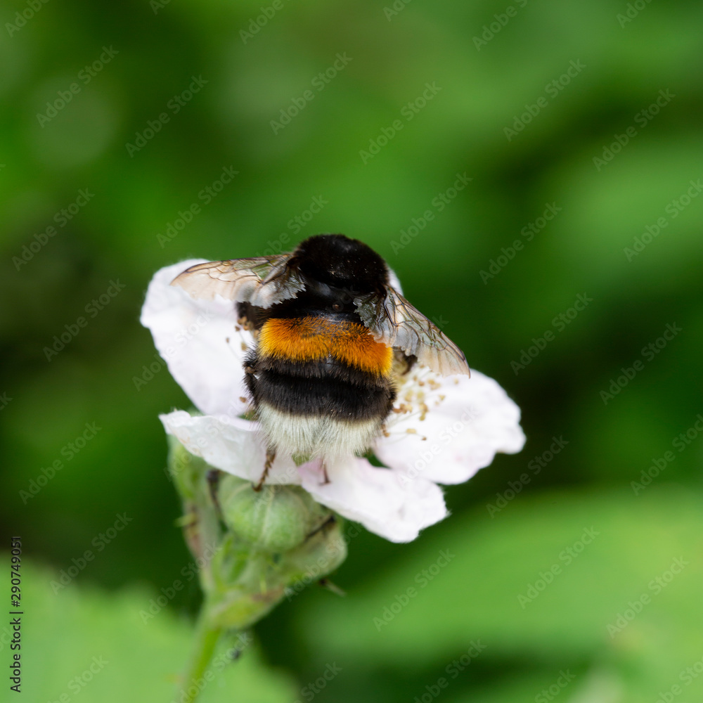 Monumento Agricultura Confesión Buff-tailed bumblebee (Bombus terrestris) on flower of Blackberry (Rubus  sp.) Stock Photo | Adobe Stock