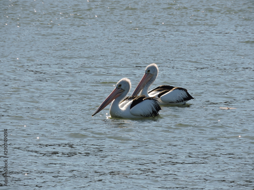 Pair of Australian Pelican swimming in river Pair of Australian Pelican swimming in river