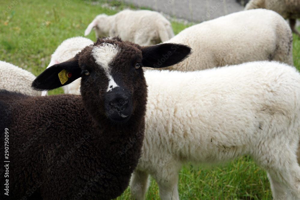 Naklejka premium Das schwarze Schaf