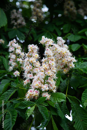 Flowers of Chestnut tree (Aesculus hippocastanum)