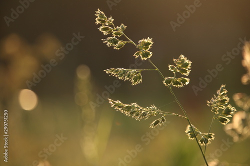 Grass at sunset