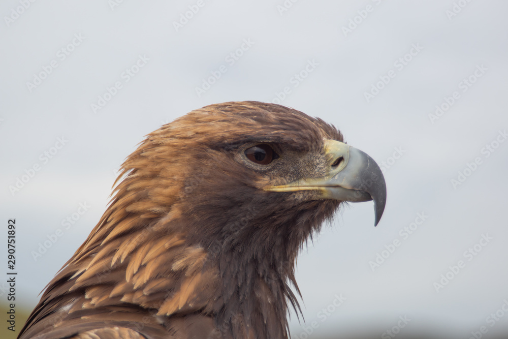 Eagle Eagle