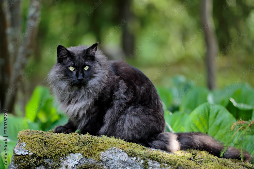 Black Norwegian Forest Cat