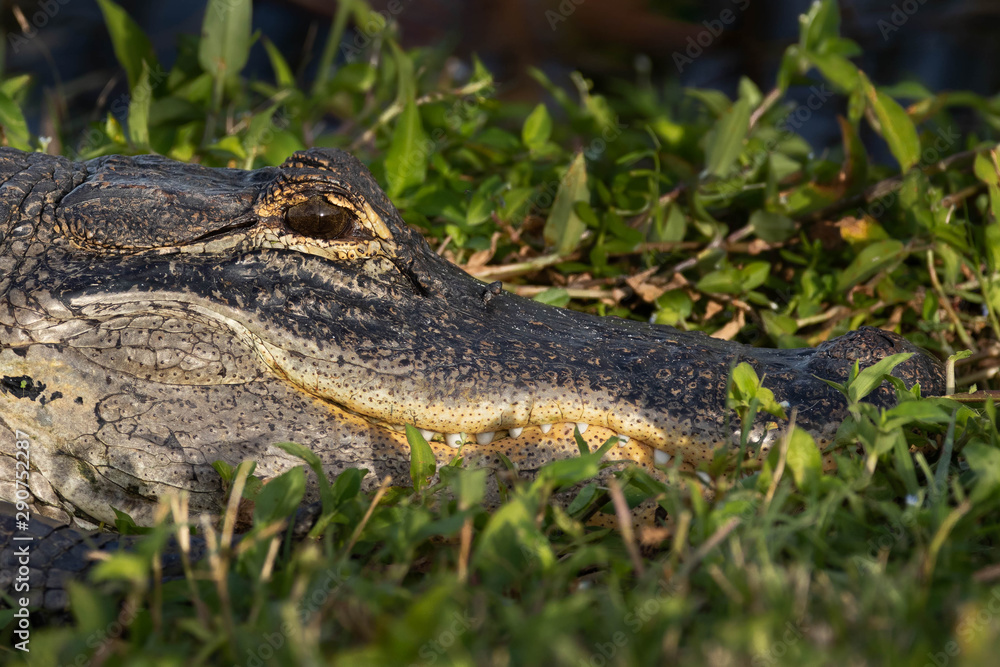 Fototapeta premium Gator