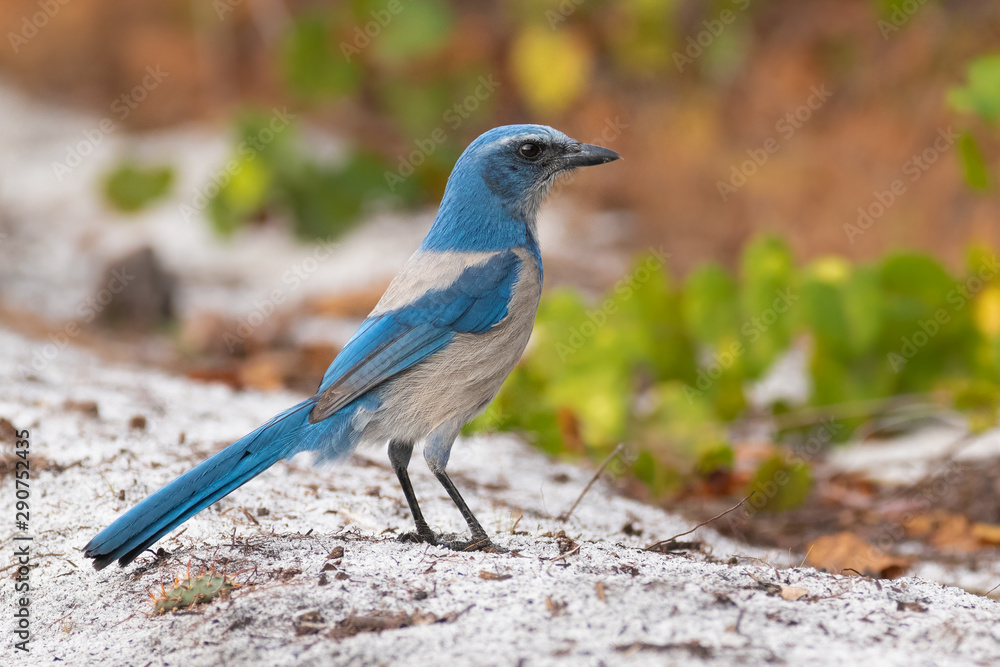 Scrub Jay Scrub Jay