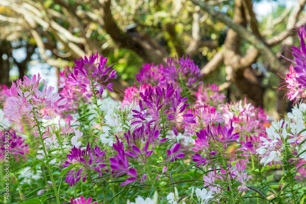 Obraz premium Spider flower in garden