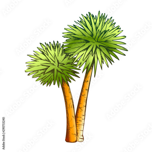Sabal Palm Exotic Tropical Trees Color Vector. Seashore Large Palm Cocos Nucifera. Warm Climate Wild Nature Botany Coco Plant Layout Designed In Retro Style Illustration