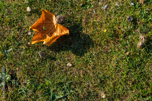 Start of Auntum and Fall Leaves