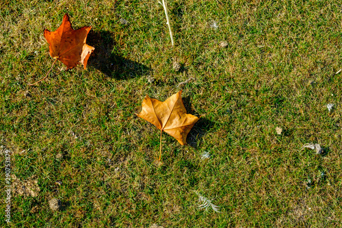 Start of Auntum and Fall Leaves photo