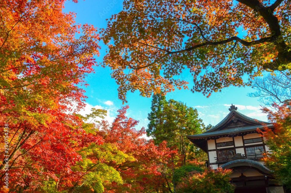 Colorful maple  autumn, Osaka Japan