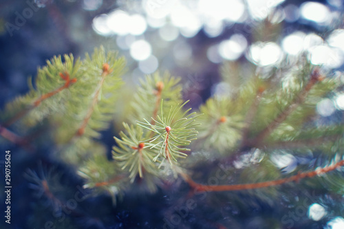 Close up of pine tree with blurred background and vintage filter