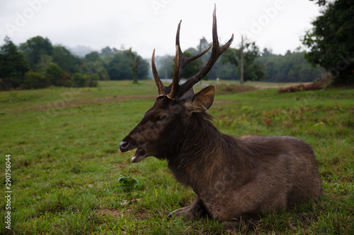 One deer in Khao Yai National Park  Thailand