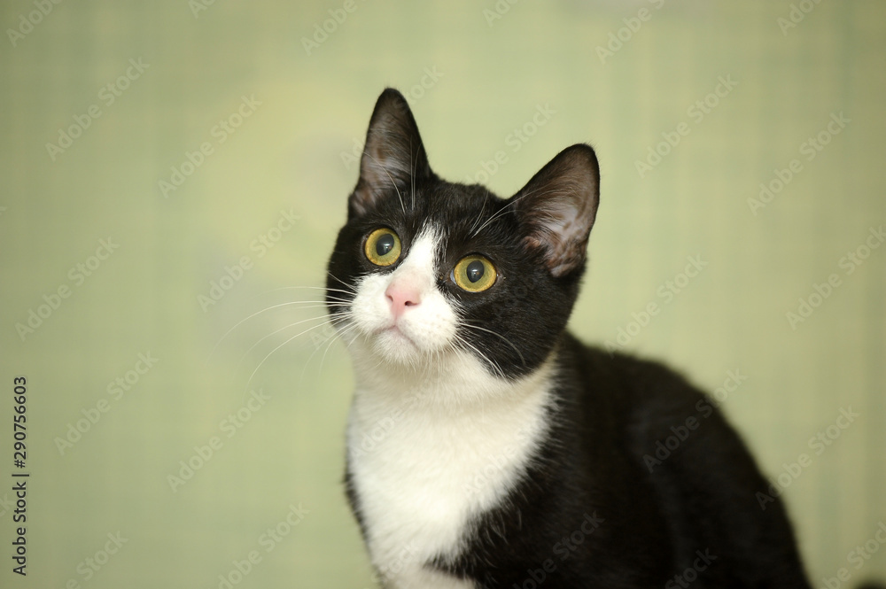 black and white cat on a green background black and white cat on a green background