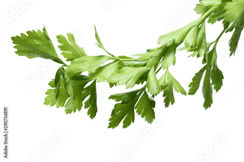 Spicy green plants isolated on a white background. Dill parsley