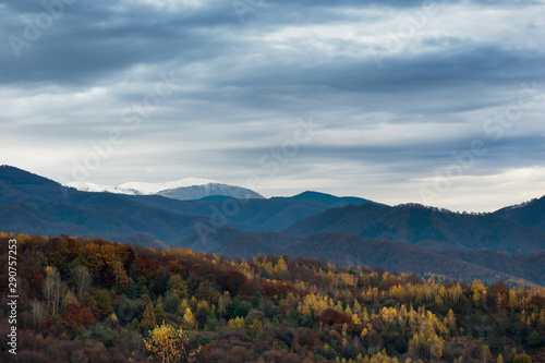 Autumn landscape scene with yellow forest and mountain in the background