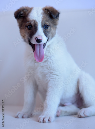 White with brown puppy photo