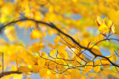Yellow leaves close up in bright sunset