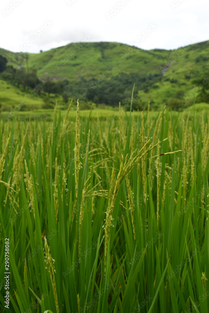 farm of rice, paddy field