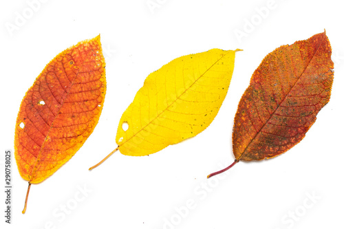 Bright autumn leaves on a white background isolated.