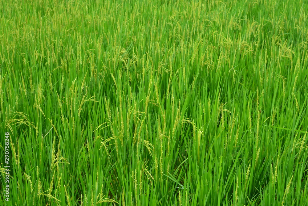 farm of rice, paddy field farm of rice, paddy field