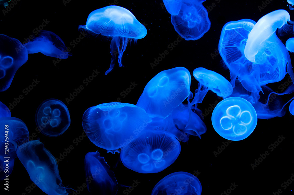 jellyfish in an aquarium jellyfish in an aquarium
