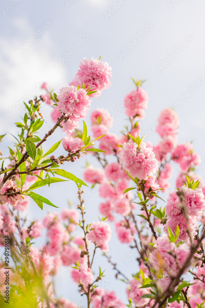 peach flower on the top of the tree with the sky in the background 