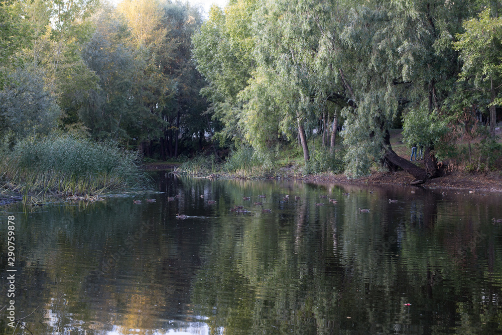 lake in the summer Park lake in the summer Park