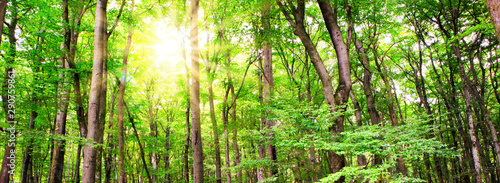 Summer forest with sun light. Nature background.