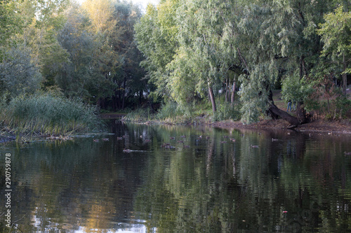lake in the summer Park