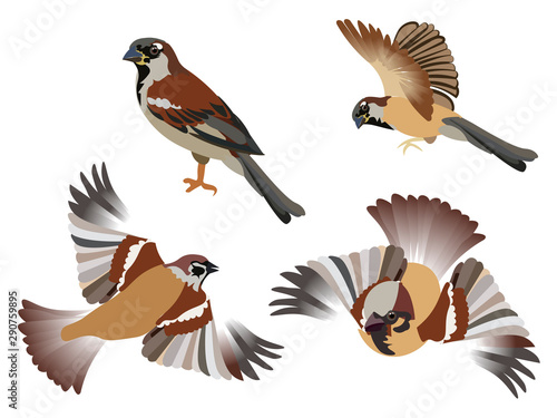 Set, little birds sparrows, 4 pieces. Isolated over white background. In minimalist style. Cartoon flat
