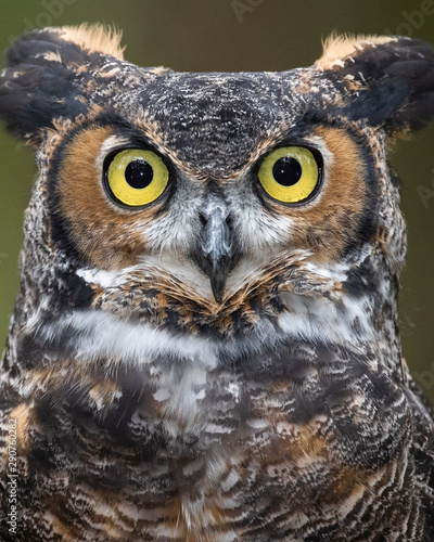 Great Horned Owl © mattcuda