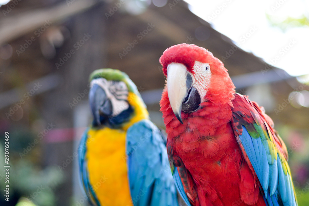 Obraz premium Portrait of beautiful colorful blue yellow red parrot macaws bird in outdoor park. Exotic pet