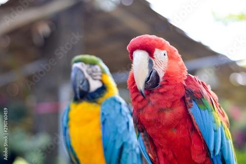 Portrait of beautiful colorful blue yellow red parrot macaws bird in outdoor park. Exotic pet © Khunatorn