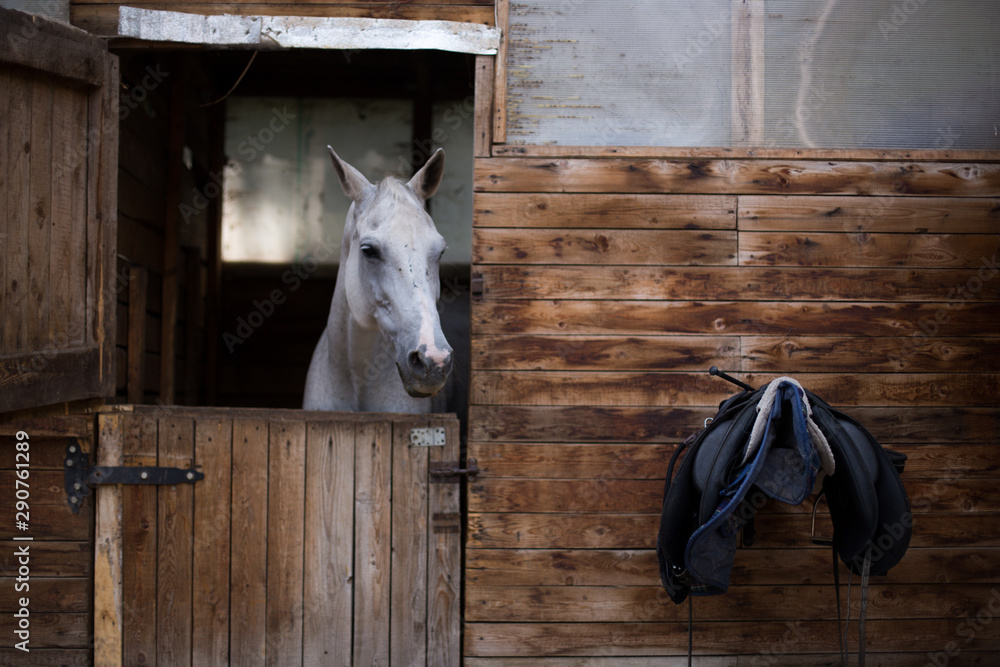 portrait of a white horse