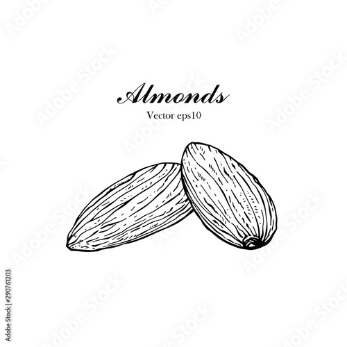 Hand drawn illustration Almond seeds for Logo, Packaging, monochrome ink style vector eps10.