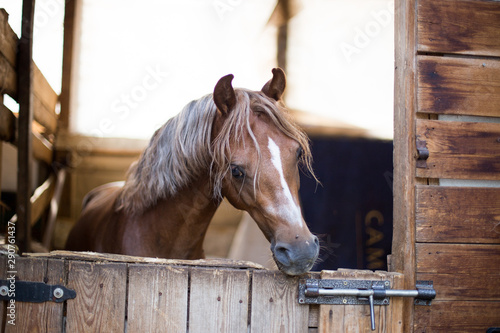 Fototapeta Naklejka Na Ścianę i Meble -  portrait of a red pony