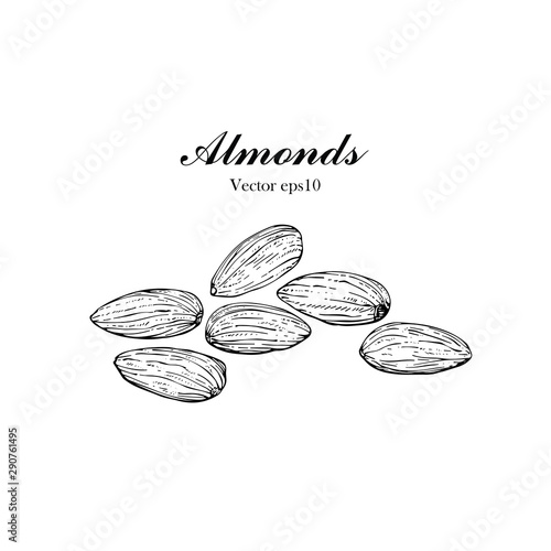 Hand drawn illustration Almond seeds for Logo, Packaging, monochrome ink style vector eps10.