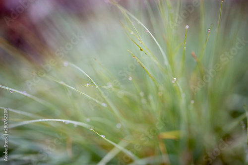 Grass with dew © Christer
