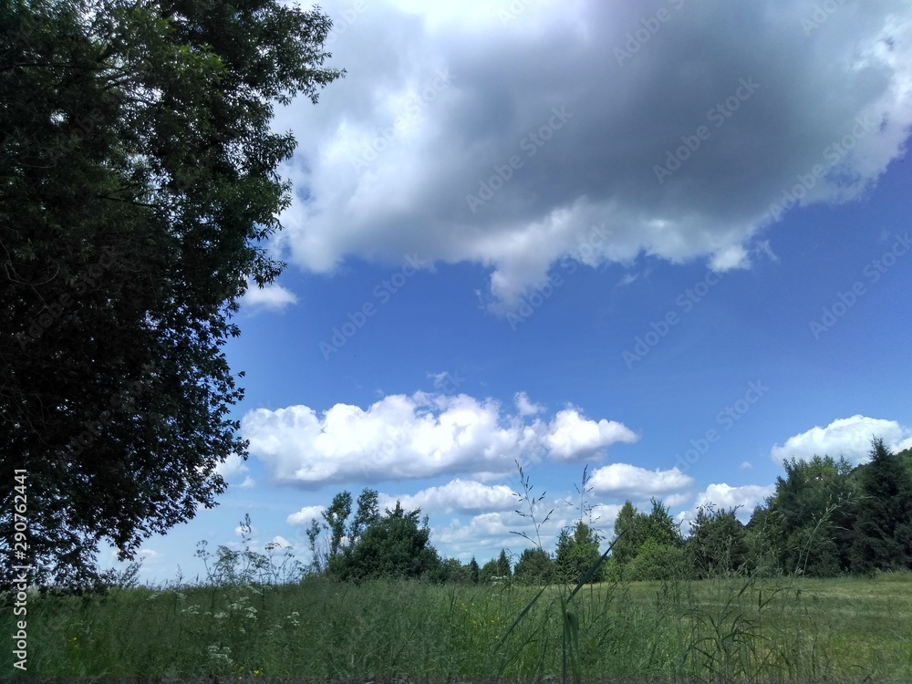 Obraz premium landscape with tree and blue sky