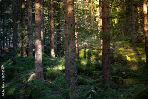 Early morning Forest